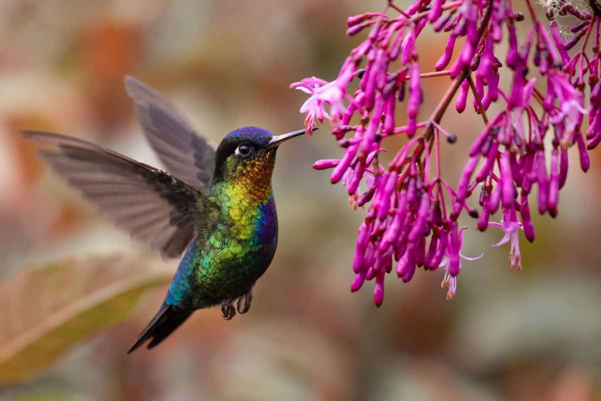 A beautiful colorful Hummingbird eating nectar from purple flowers.