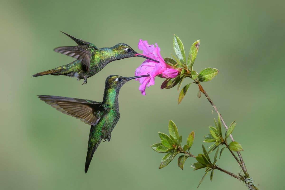 Two beautiful green Hummingbrids eating nectar from a purple flower.