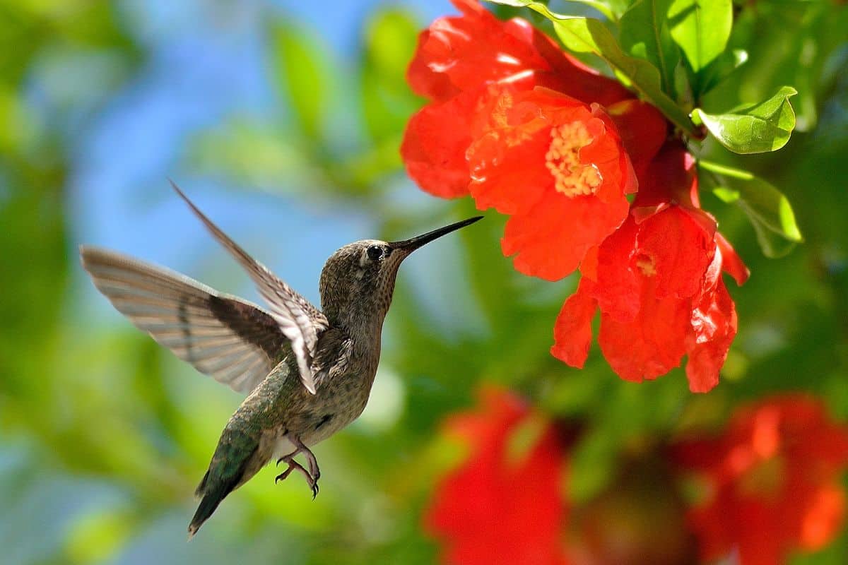 Hummingbird flying towards red blooming flowers.