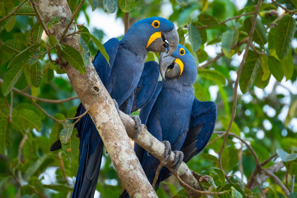 Two beautiful hyacinth macaws sitting on a tree branch.