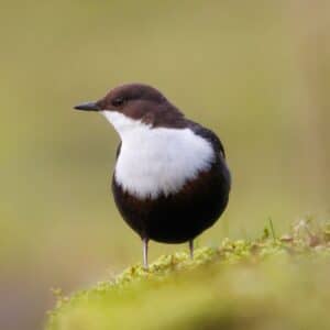 A cute black-white bird standing on a meadow.