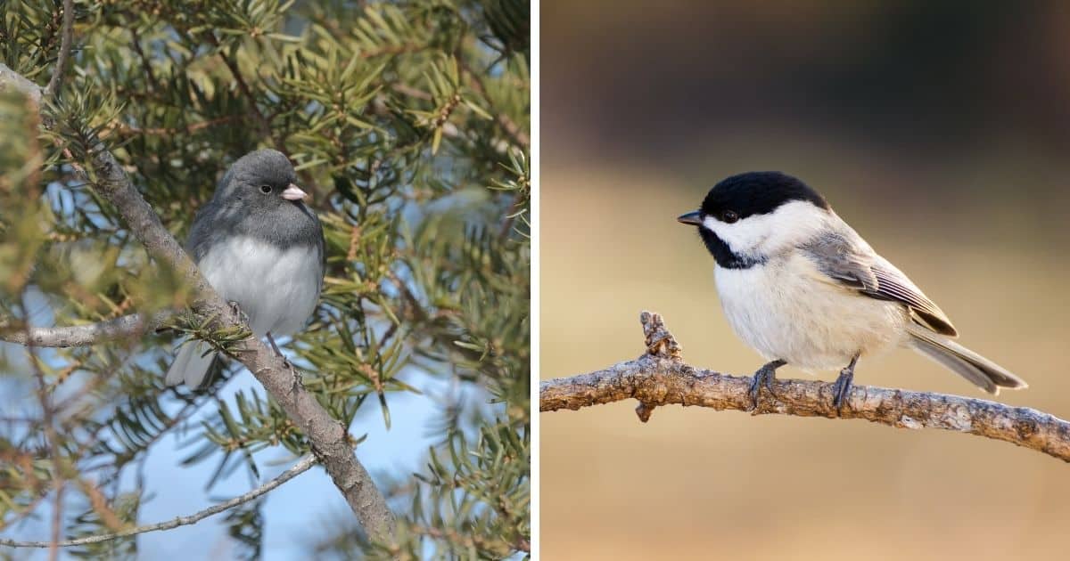 Image of Junco sitting on a tree branch and image of Chickadee standing on a tree branch.