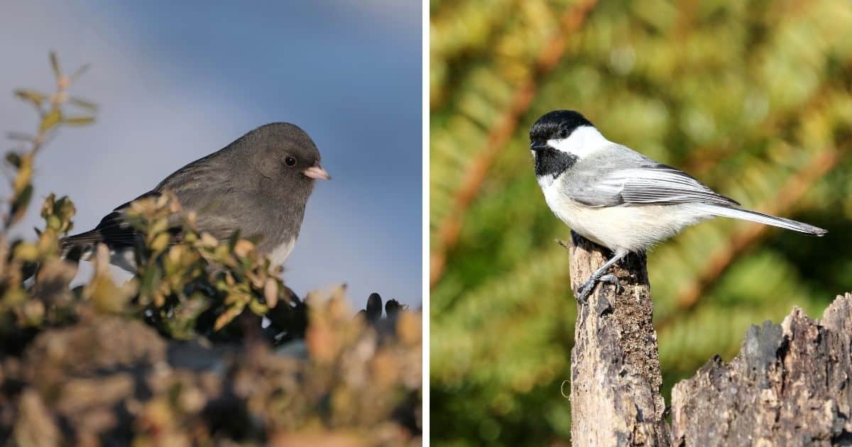 Image of Junco sitting on a tree branch and image of Chickadee on a wooden pole.