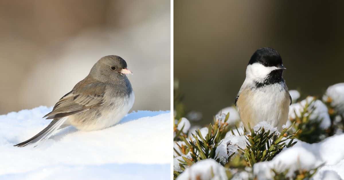Image of Junco sitting in snow and image of Chickadee siting on a snowy tree branch.