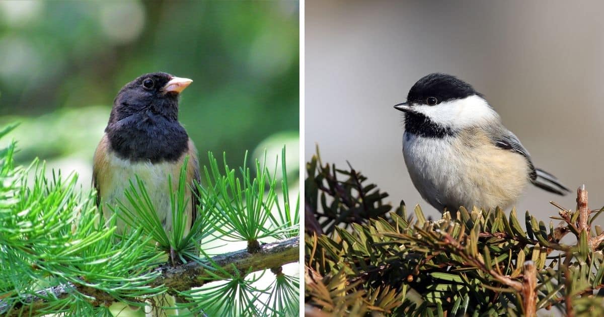 Image of Junco on a tree branch and image of Chickadee on a tree branch.