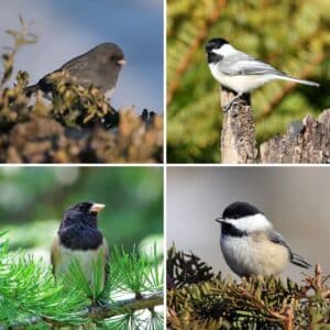 2 images of junco birds and 2 images of chickadee birds.