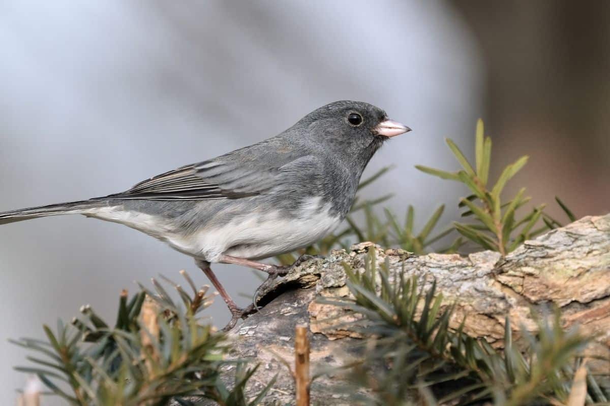 A gray junco standing on a tree branch.