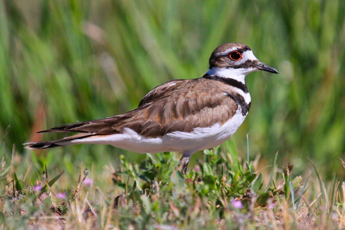 An adorable Killdeer standing on a meadow on a sunny day.