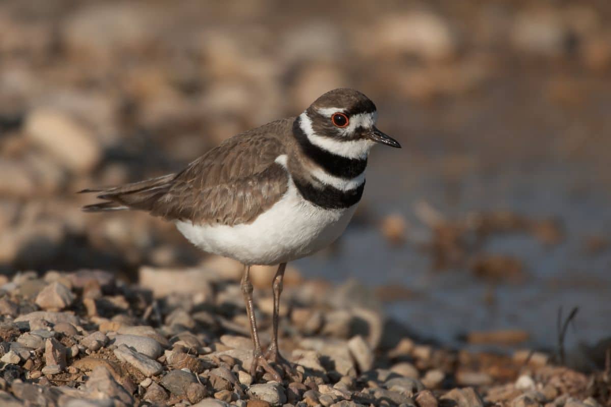 An adorable Killdeer standing on a rocky ground on a sunny day.