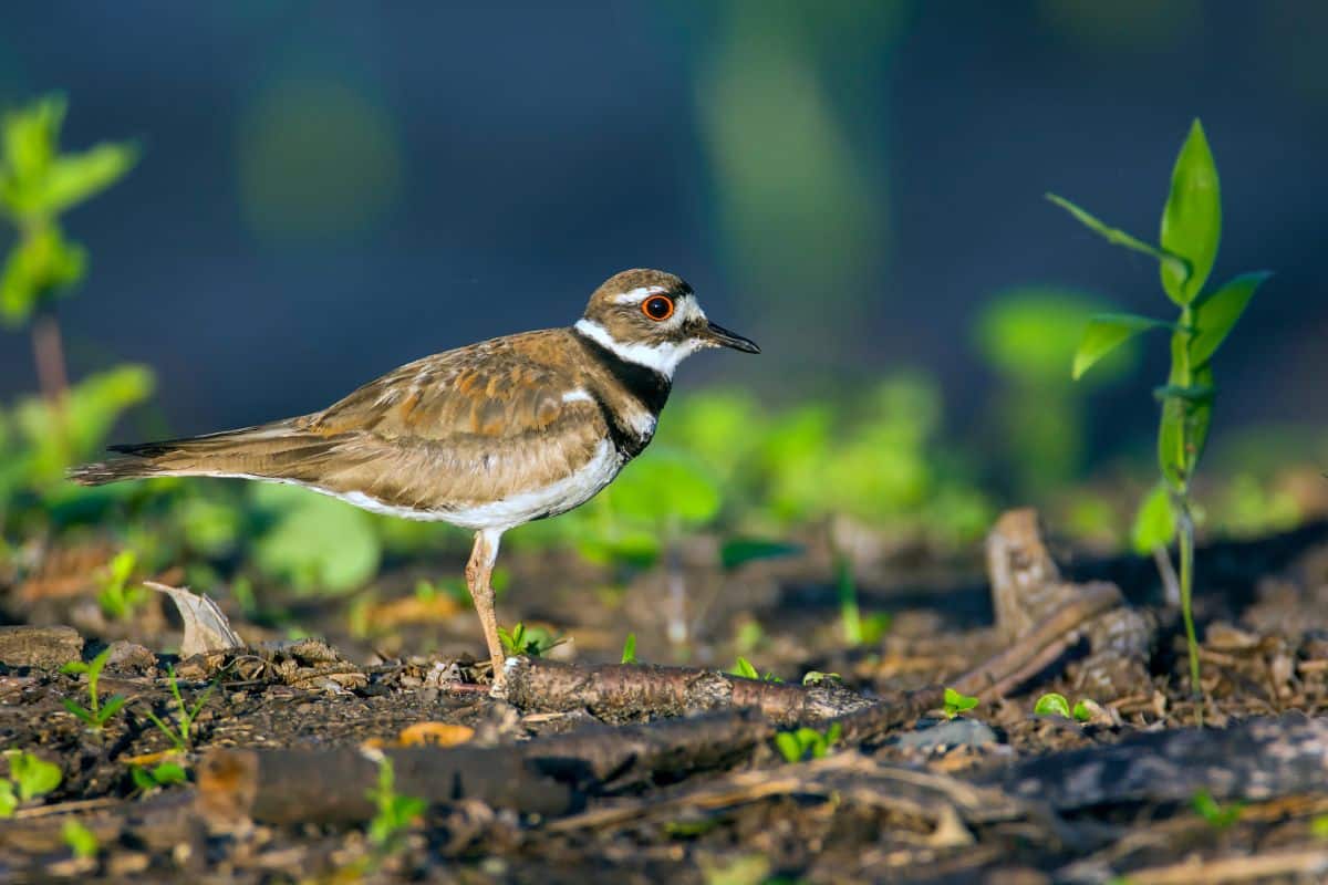 An adorable Killdeer standing in a backyard.