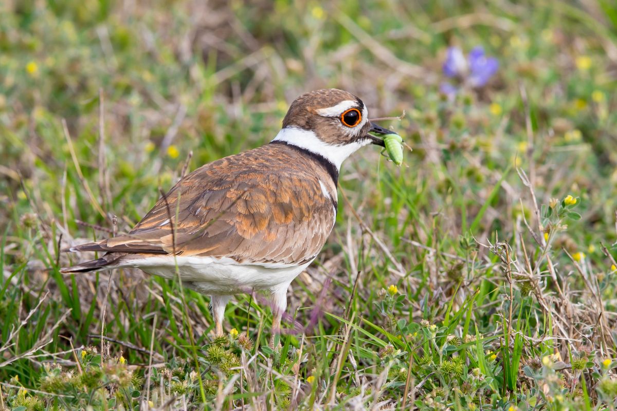 An adorable Killdeer with an insect in beak standing on a meadow.