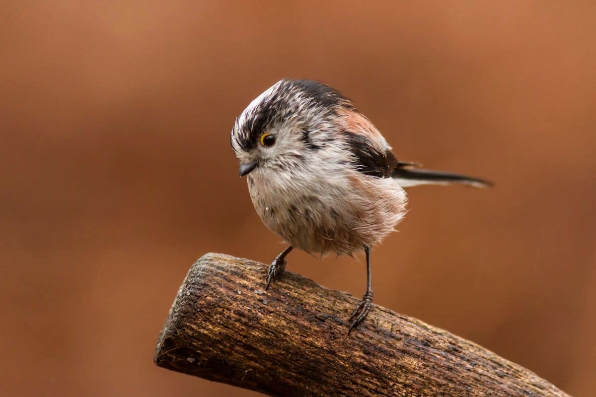 A cute Long-tailed tit standing on a wooden pole.