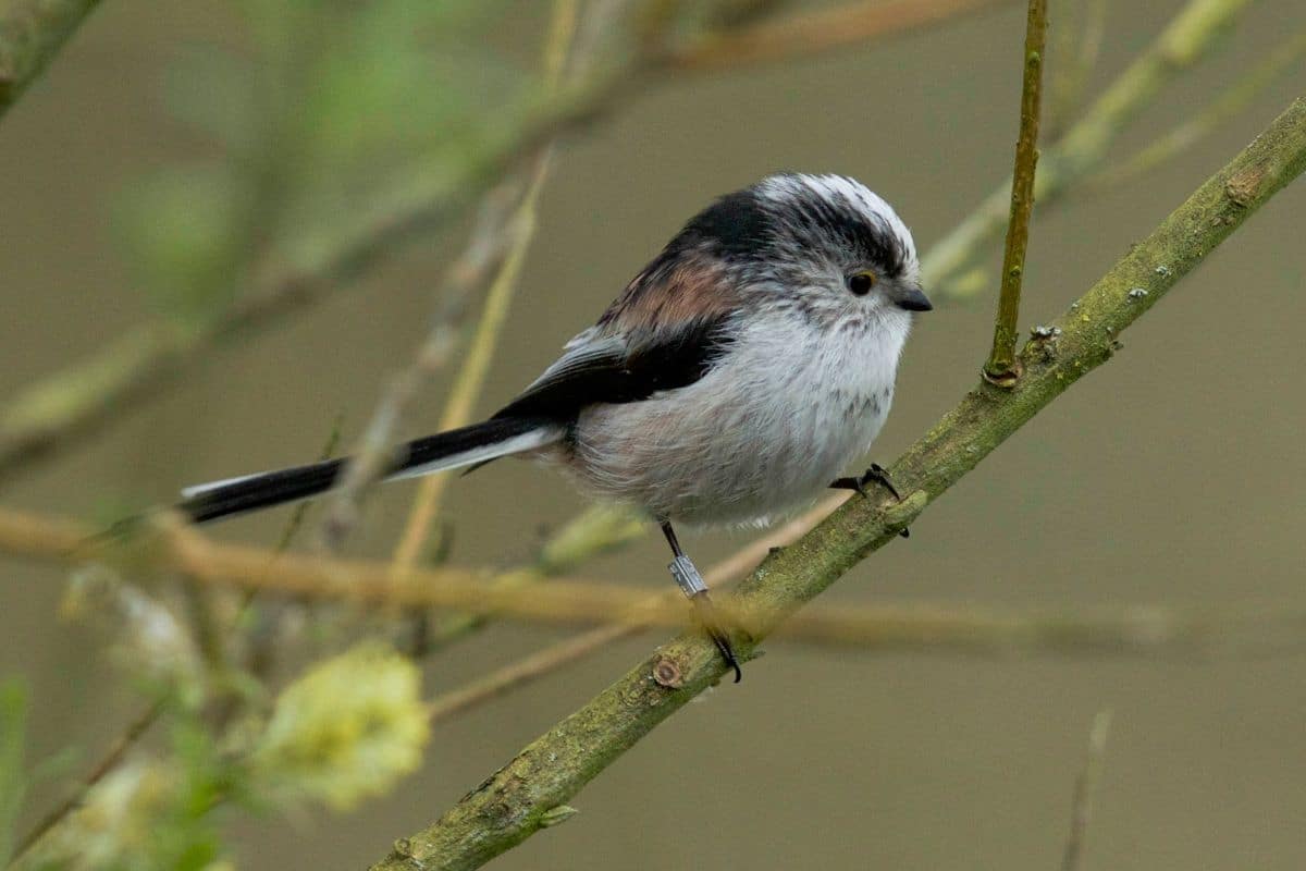 A cute Long-tailed tit standing on a tree branch.