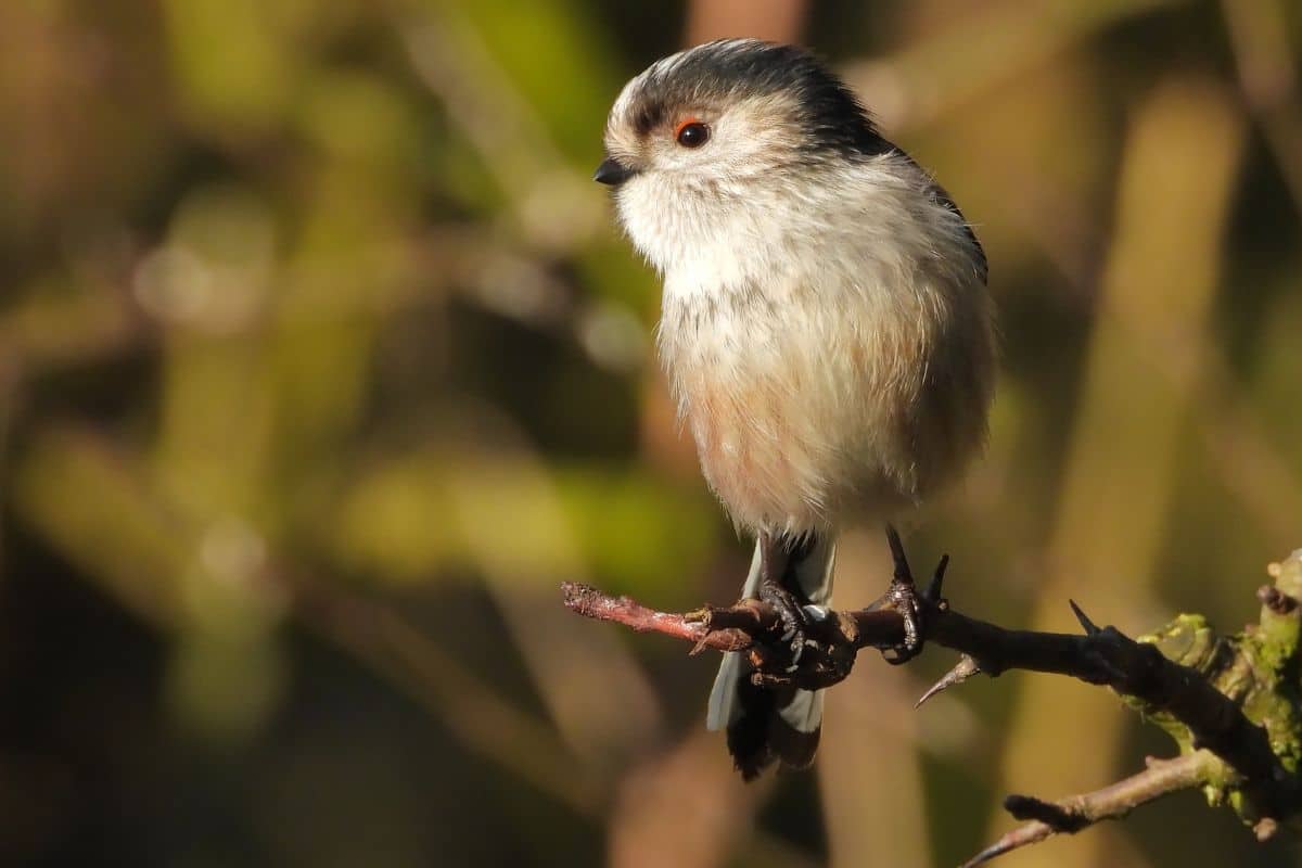 A cute Long-tailed tit standing on a bush branch.