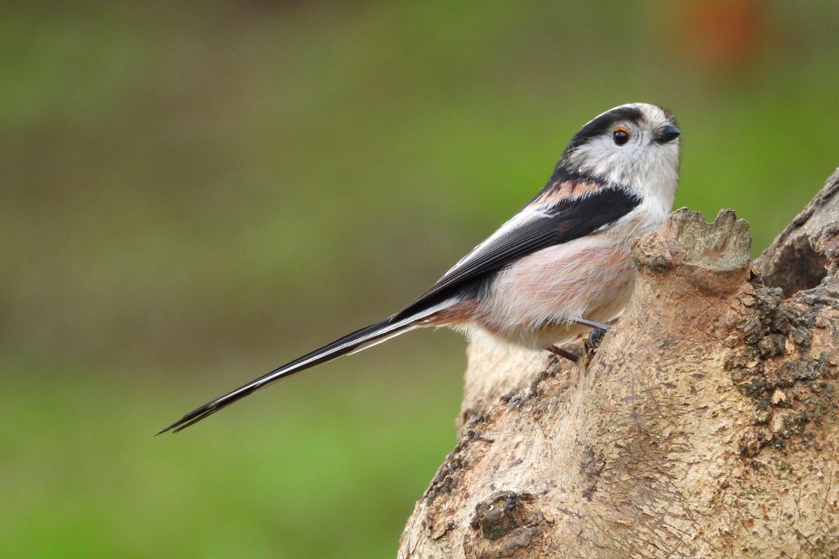A cute Long-tailed tit perching on a wooden log.