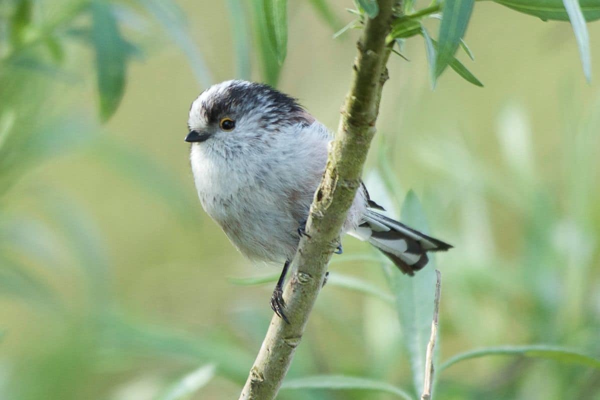 A cute Long-tailed tit standing on a tree branch.