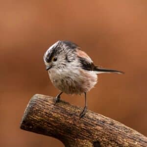 A cute long-tailed tit standing on a wooden log.