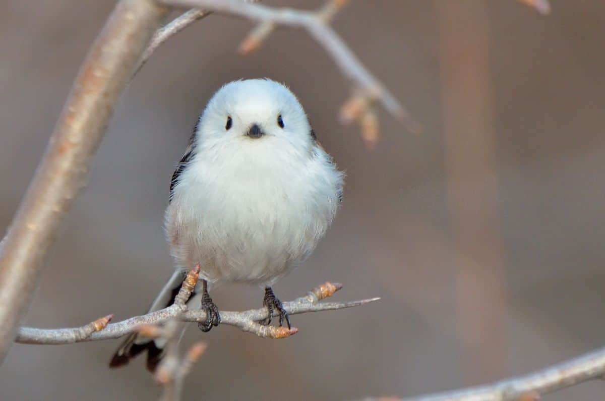 A cue long-tailer tit perching on a tree branch.