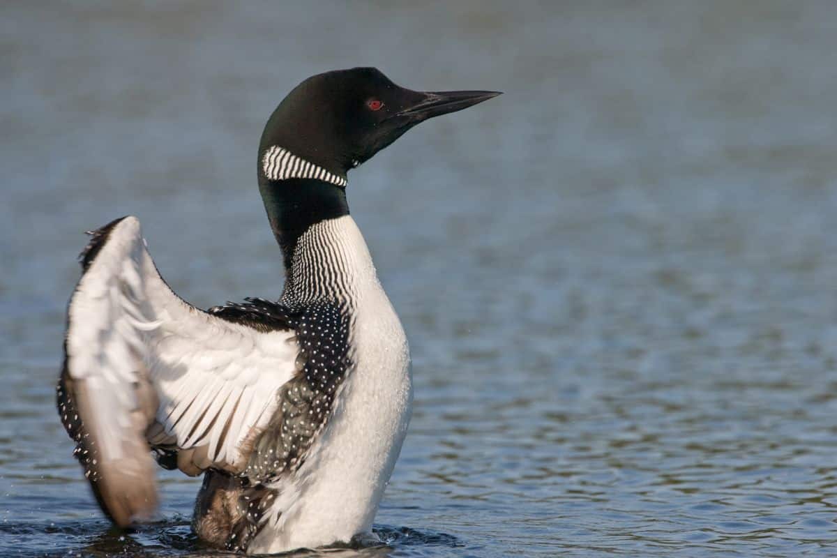 A big loon spreading wings in water.