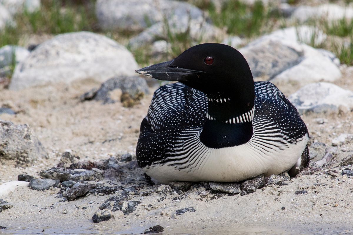 A beautiful loon resting on a shore.