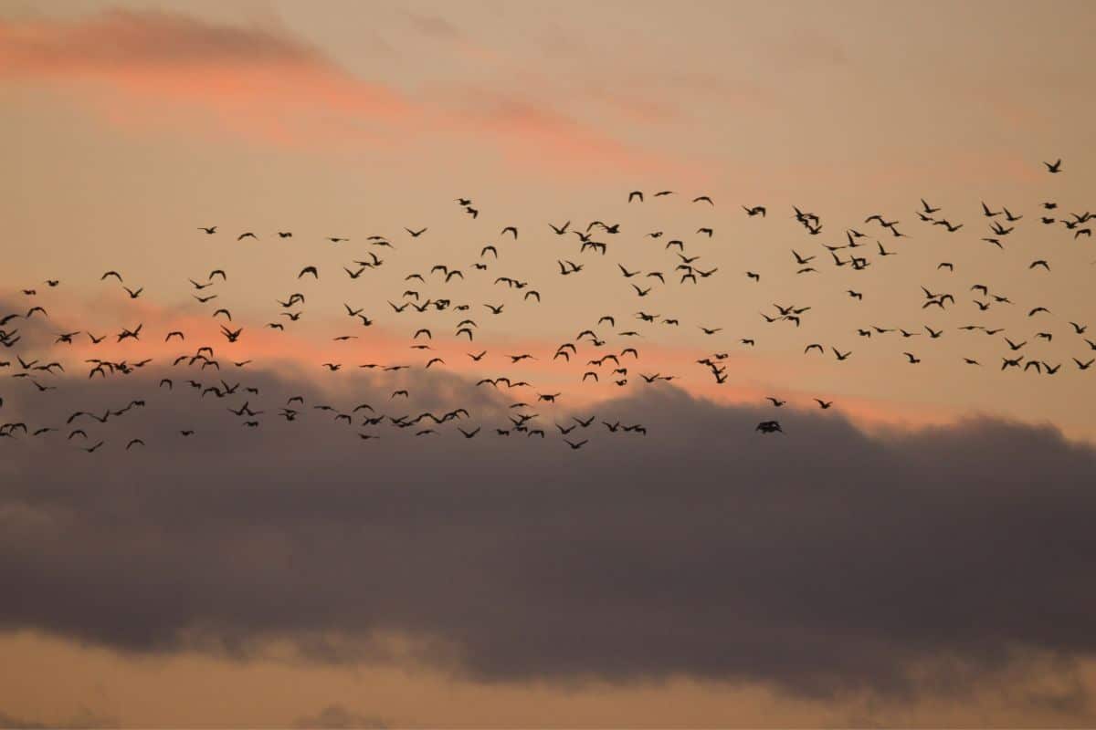A bunch of loons flying on a sunset.