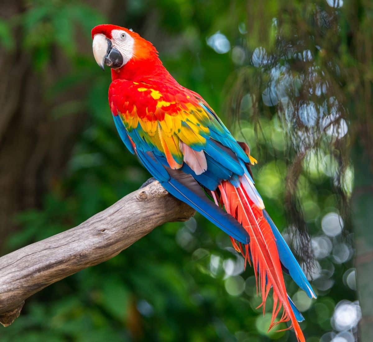 A beautiful colorful macaw sitting on a tree branch.