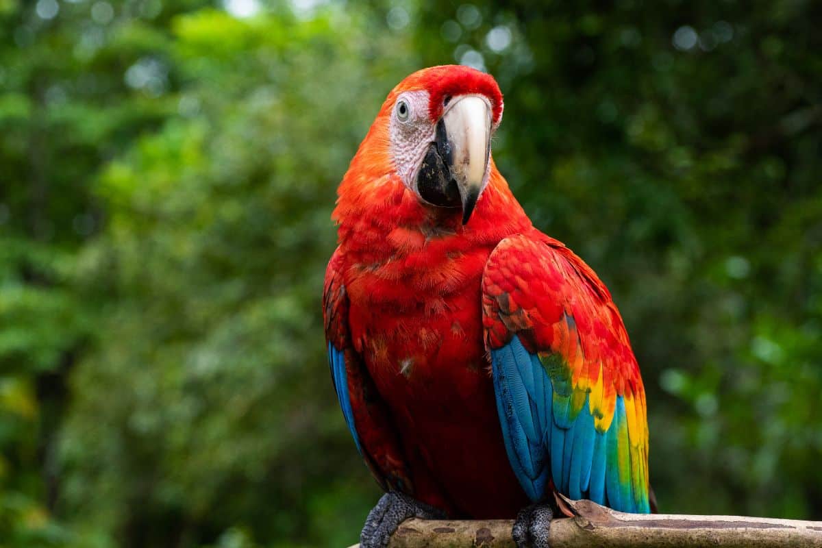 A close-up of a beautiful colorful macaw sitting on a tree branch.