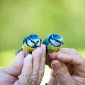 Two blue tits sitting on human hands.