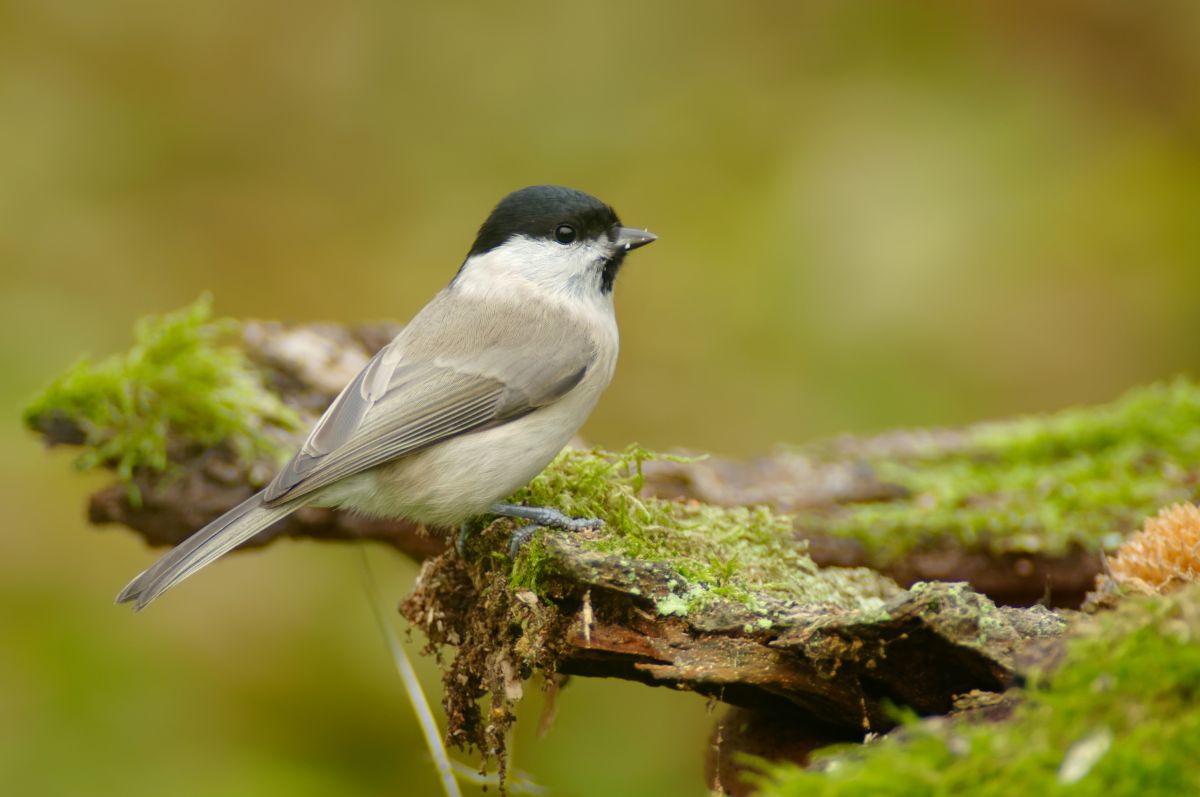 A beautiful marsh tit standing on an old wooden log covered by moss.