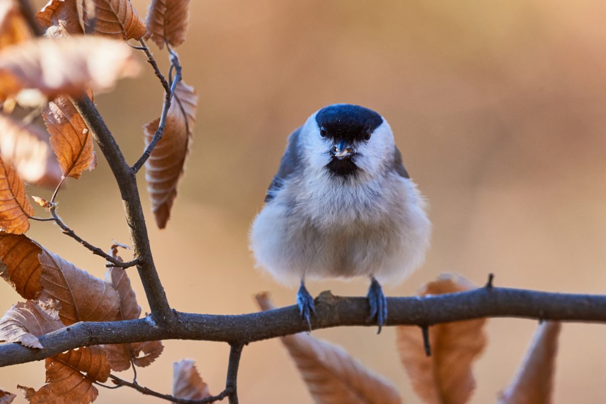 A beautiful marsh tit standing on a tree branch.