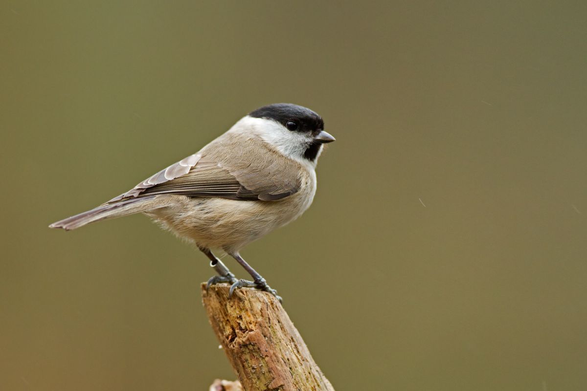 A beautiful marsh tit standing on a wooden pole.