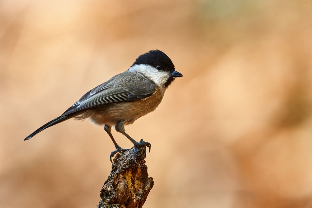 A beautiful marsh tit standing on an old wooden pole.