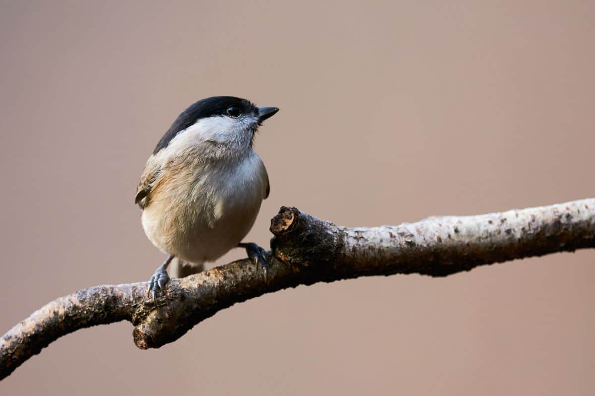 A beautiful marsh tit standing on a tree branch.