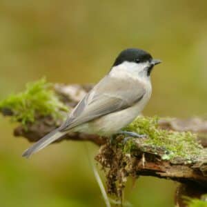 A beautiful marsh tit standing on an old wooden log covered by moss.
