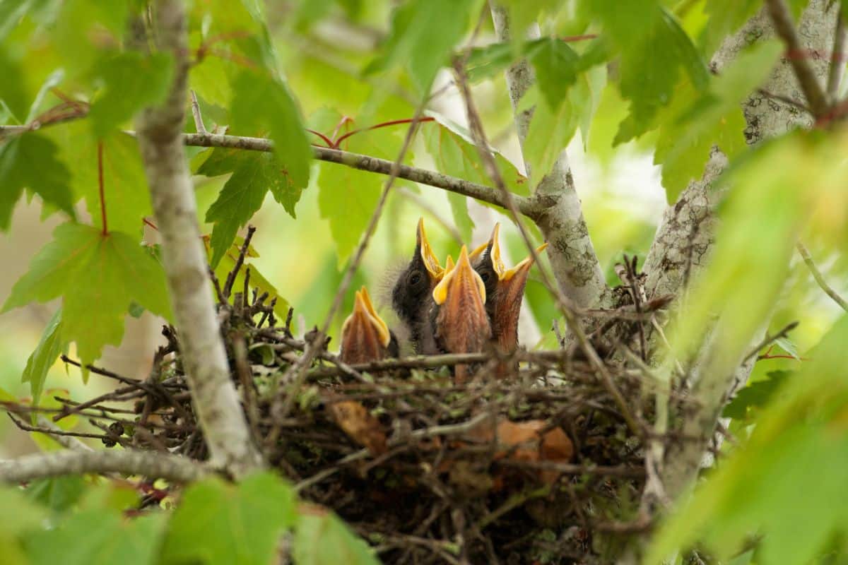 A mockingbird nest on a tree with baby mockingbirds.