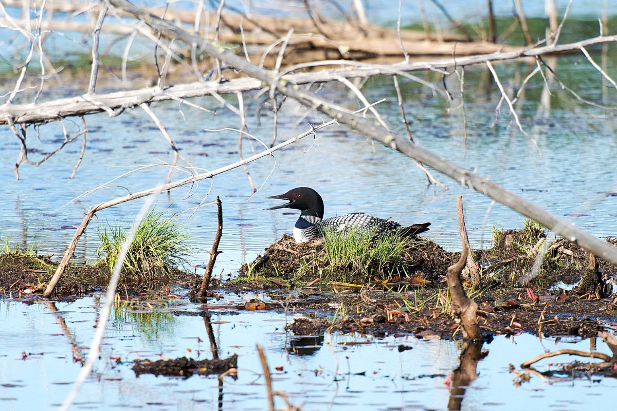 A loon sitting in a nest near water.