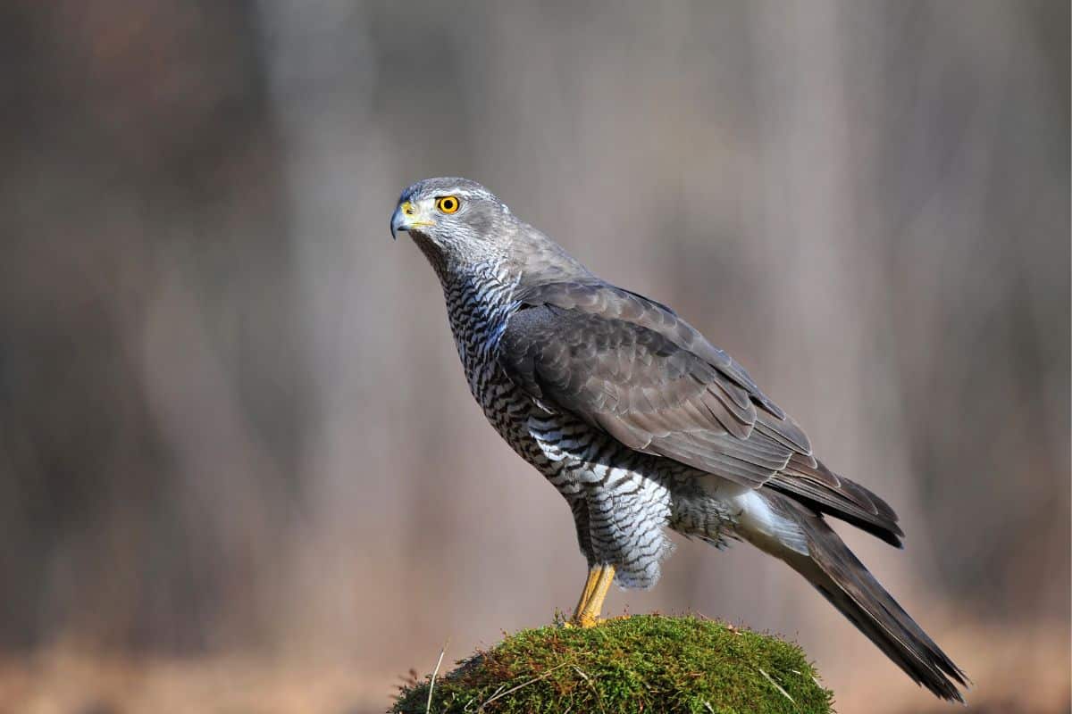 Beautiful Northern Goshawk standing on a rock covered by moss.