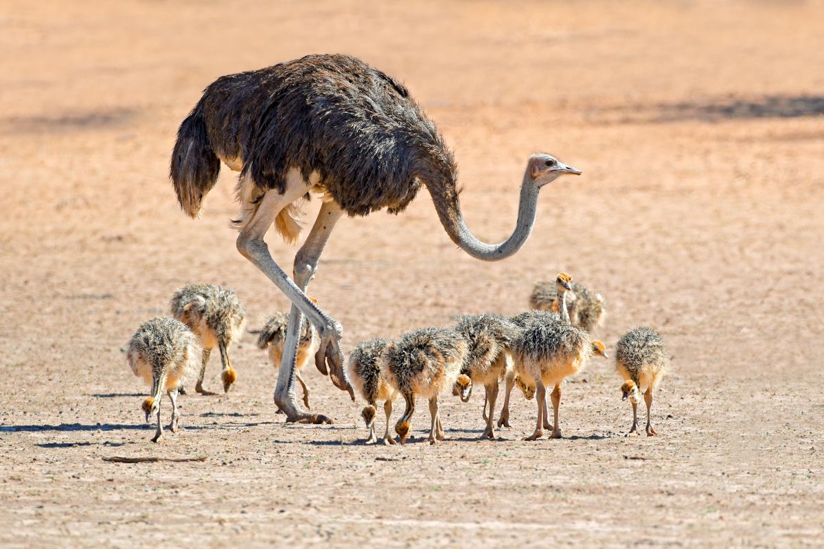 An adult ostrich and a bunch of ostrich chicks on a pasture.