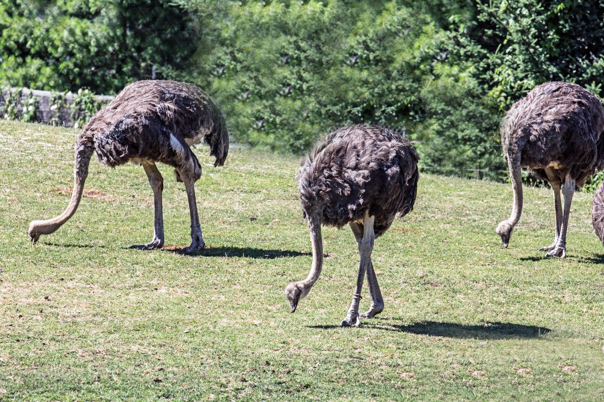 Three adult ostriches eating on a pasture.