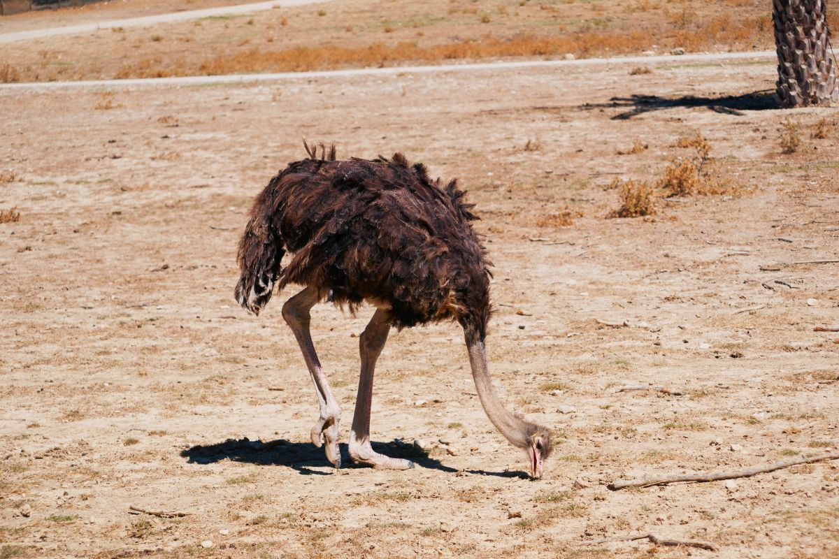 An adult ostrich gobbling on the ground.