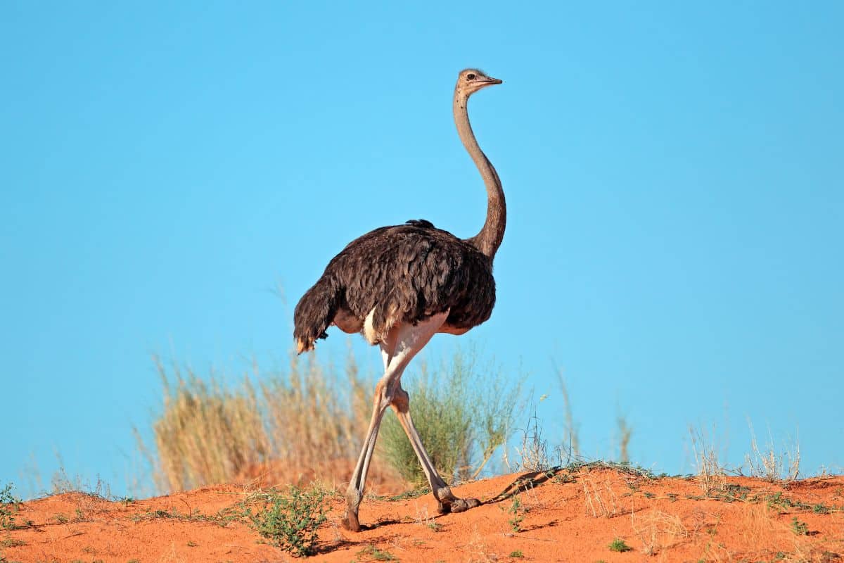 A big adult ostrich walking on African savannah.