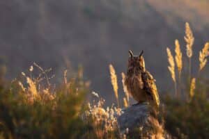 Do Owls Eat Cats? (Here's the Truth) - Bird Nature