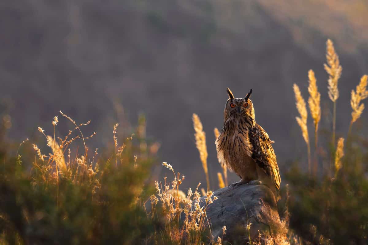A big beautiful owl sitting on rock on a sunset.