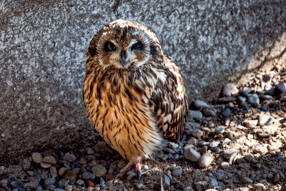 A big beautiful owl standing on rocky soil.