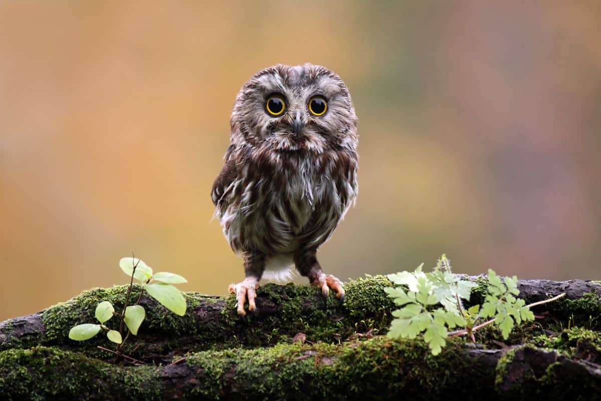 A cute brown owl sitting on an old tree log.