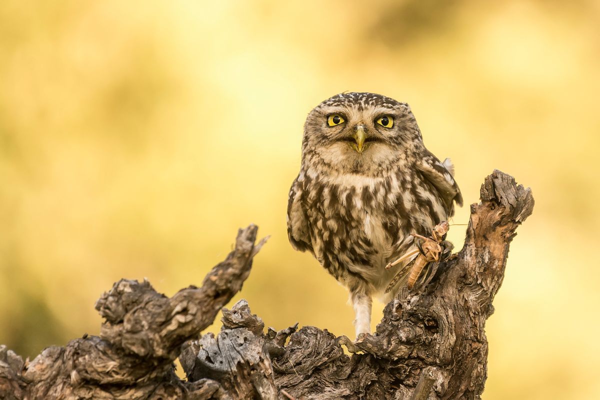 A cute brown owl standing on an old tree trunk.