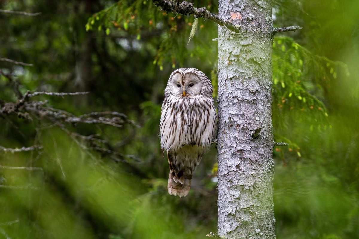 A big beautiful owl sitting on a tree branch.