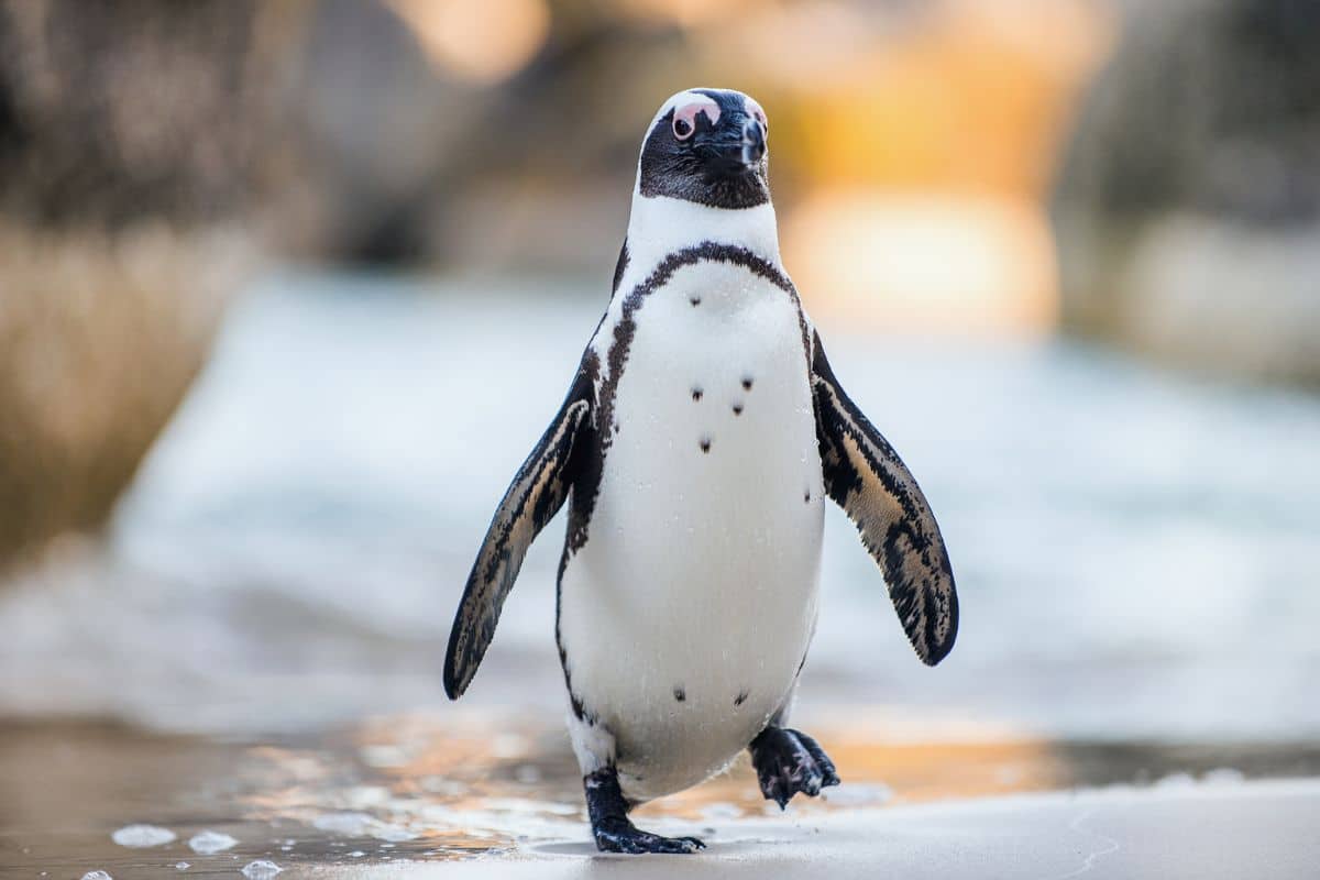 An adult penguin walking on a beach.