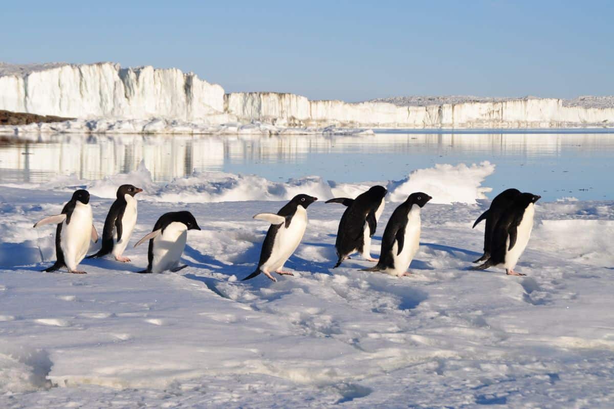 A bunch of penguins walking on snowy ground on a sunny day.