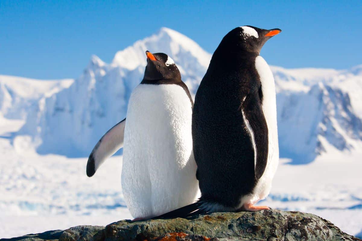 Two big adult penguins standing on rock and relaxing on a sunny day.